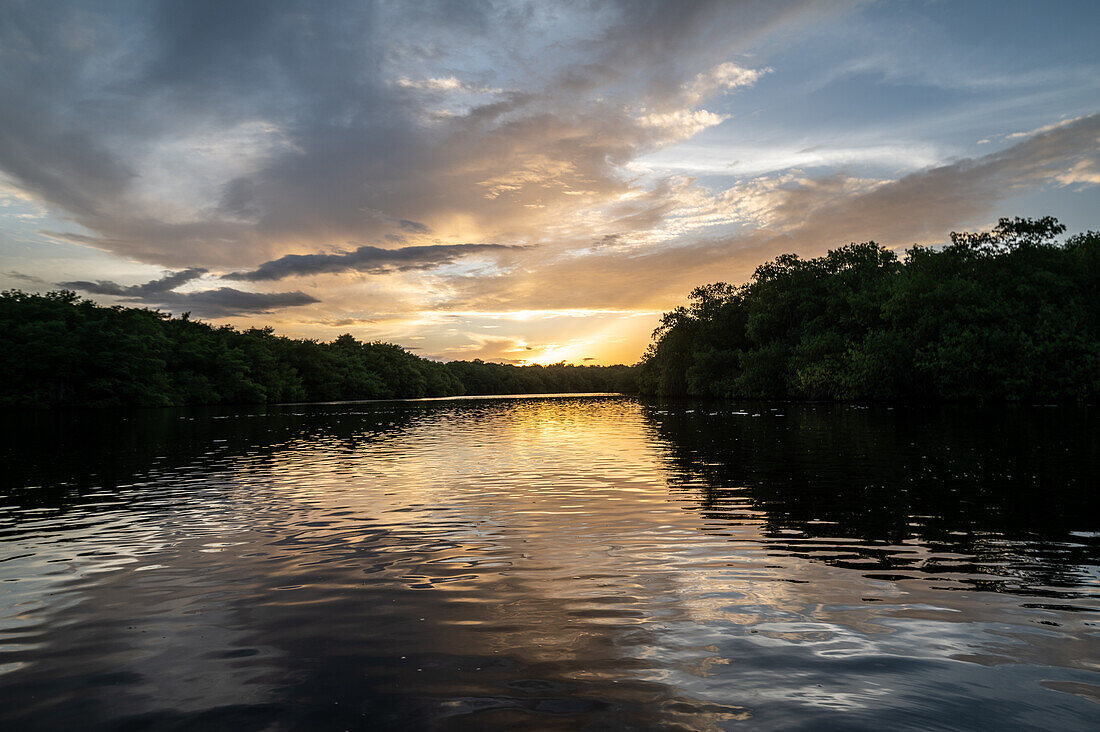 Fluss, der durch einen Sumpf fließt: Caroni Swamp. Trinidad und Tobago