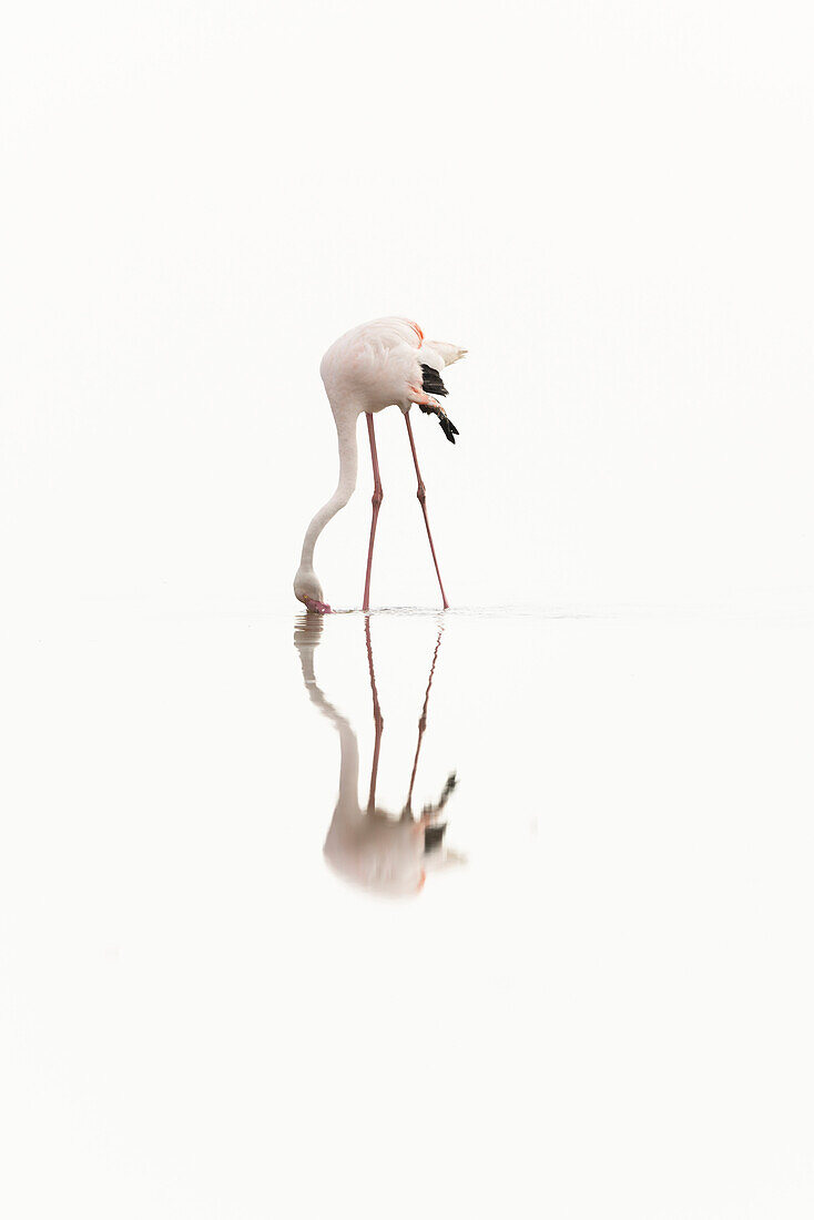 Pink flamingos, Ebro delta, Tarragona, Spain