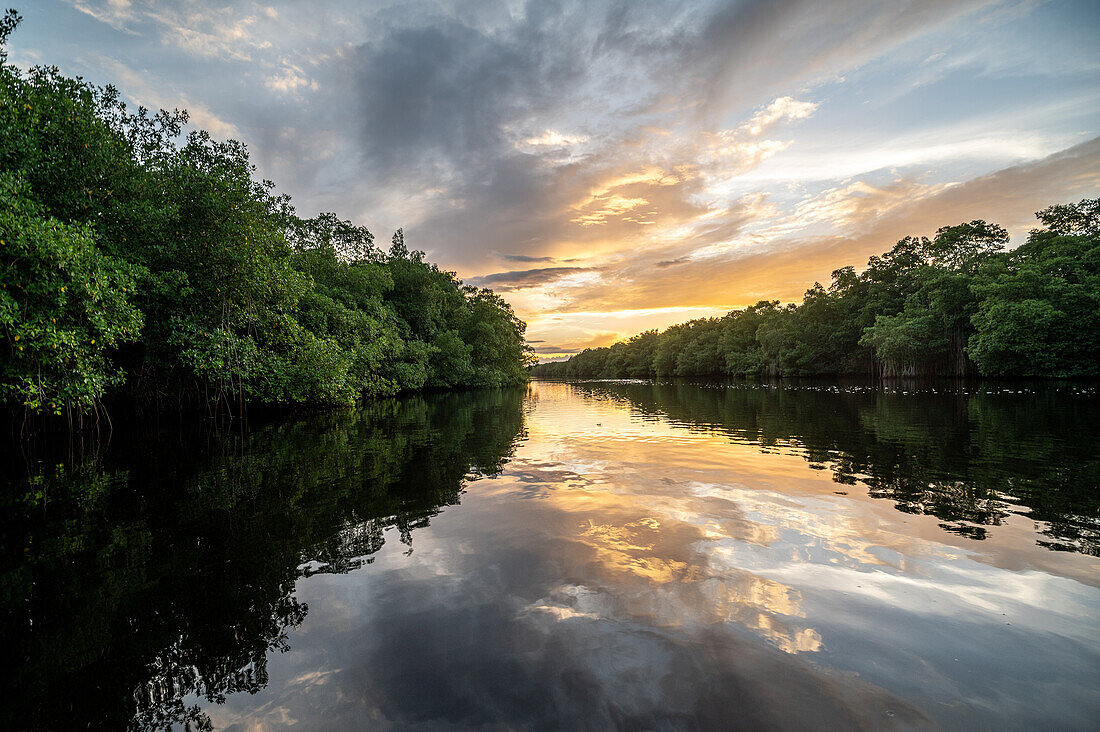 Fluss, der durch einen Sumpf fließt: Caroni Swamp. Trinidad und Tobago