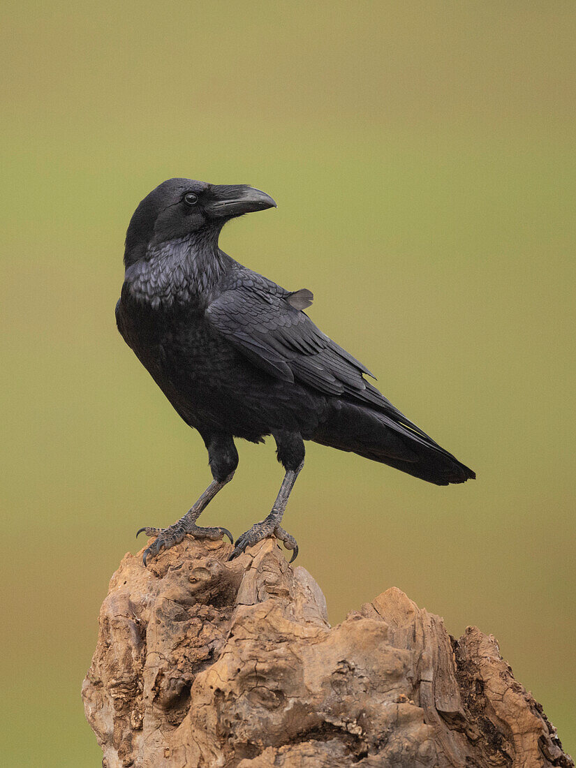 Krähe (Corvus corax), Castilla la Mancha, Spanien,