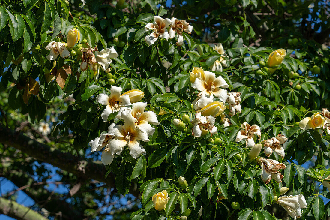 A White Silk Floss Tree, Ceiba insignis, in bloom on the grounds of the Buenos AIres Argentina Temple of The Church of Jesus Christ of Latter-day Saints.