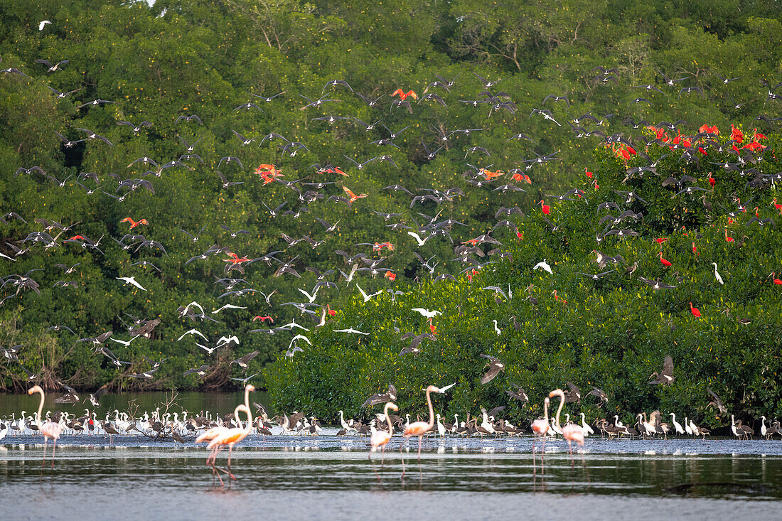 Group of flamingos and scarlet ibis flying over Caroni Swamp in Trinidad and Tobago