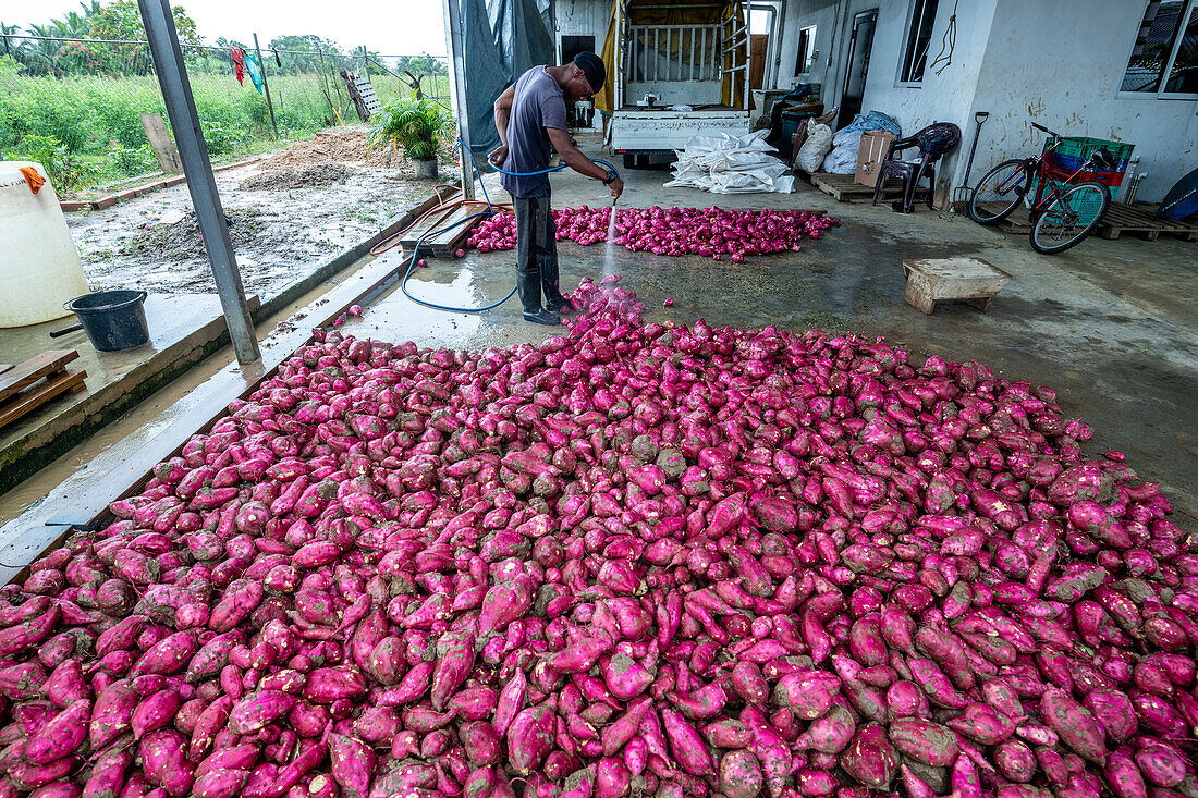 Sweet Potatoes from Trinidad and Tobago