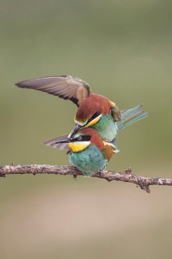 Mating Bee-eaters (Merops apiaster), Lleida, Spain