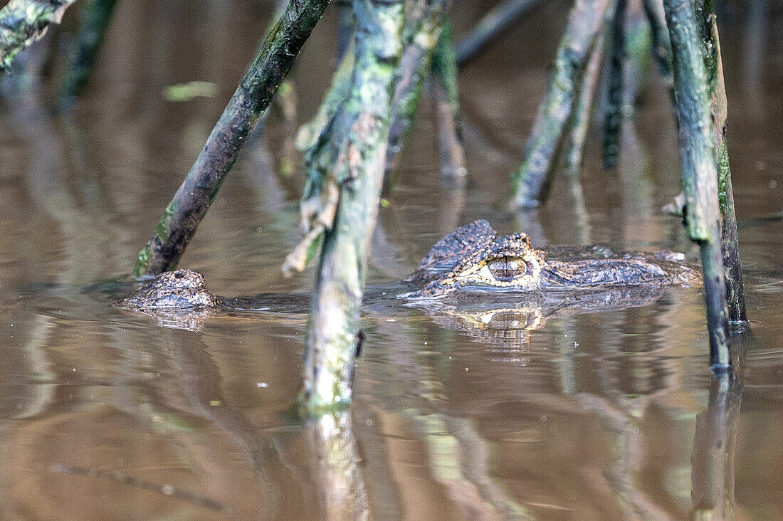 Kaiman. Caroni-Sumpf. Trinidad