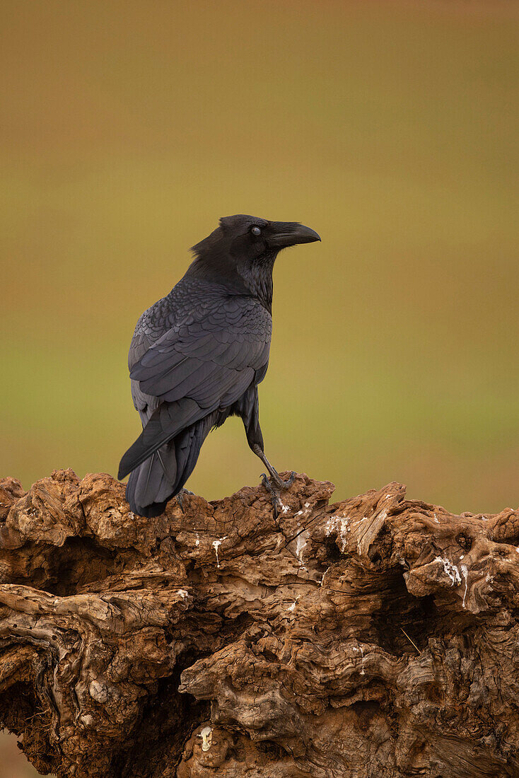 Crow (Corvus corax), Castilla la Mancha, Spain,