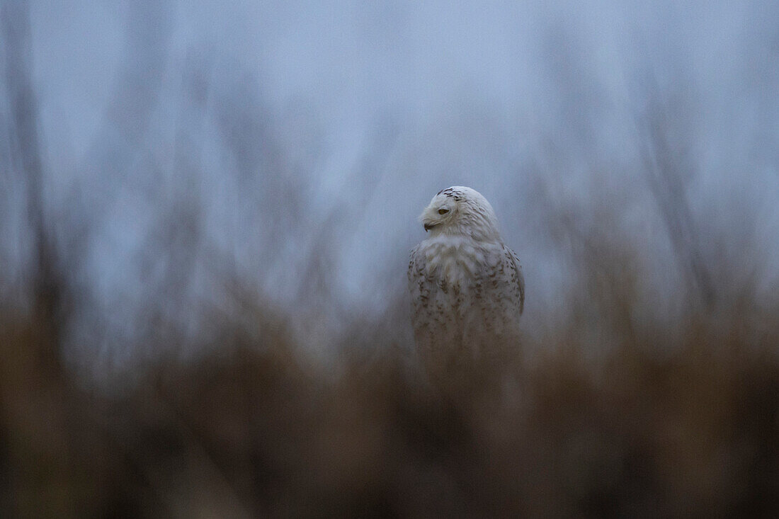 Snowy Owl on Cape Cod Beach at Sunrise