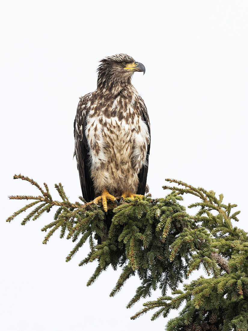 Junger Weißkopfseeadler (Haliaeetus leucocephalus), Ninilchik, Kenai, Alaska, USA