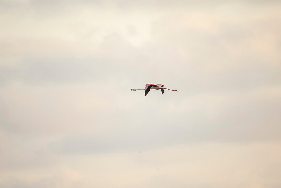 Pink flamingos, Ebro delta, Tarragona, Spain