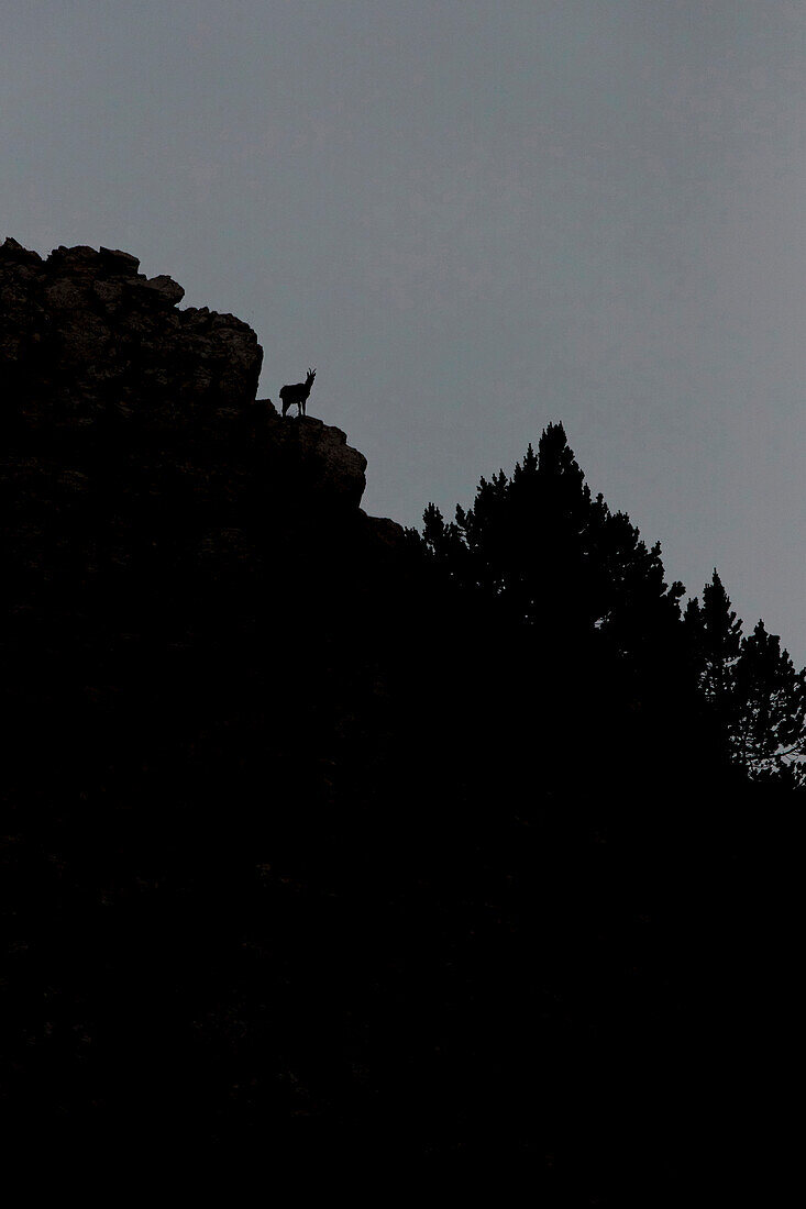 Chamis (Rupicapra Pyrenaica) in den spanischen Pyrenäen, Spanien