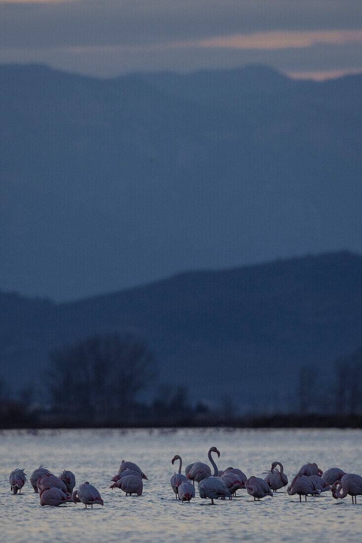 Pink flamingos, Ebro delta, Tarragona, Spain