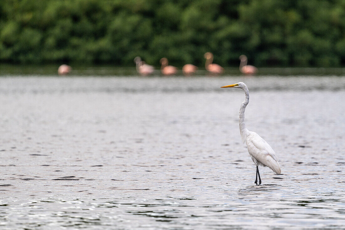 Reiher posiert im Caroni-Sumpf. Trinidad