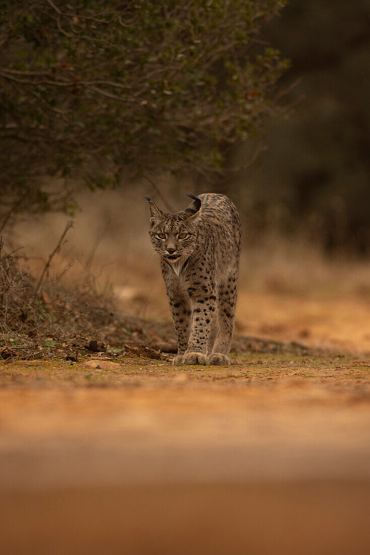 Iberian Lynx, (Lynx pardinus), Castille, Spain