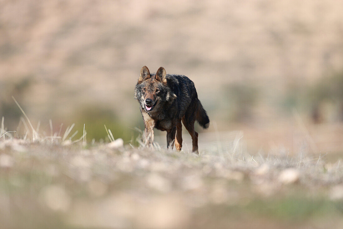 Iberian wolf in the Castilian steppe, Spain