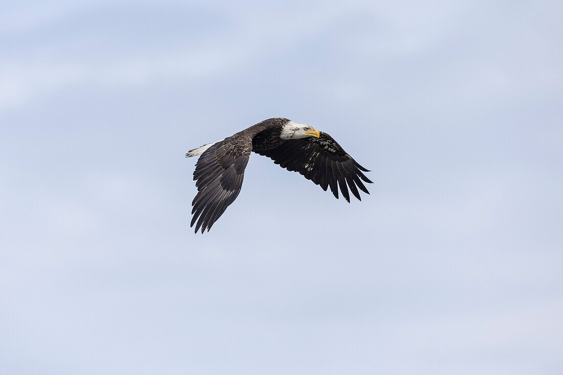 Weißkopfseeadler (Haliaeetus leucocephalus), Ninilchik, Kenai, Alaska, USA