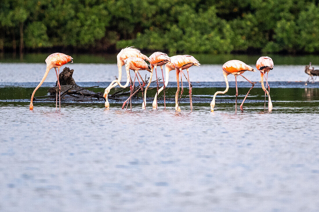 Flamingos drinking water in Caroni Swamp. Trinidad and Tobago;