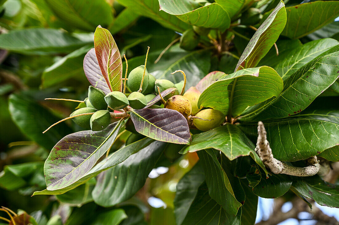 Trinidad - Indian Almond (Terminalia Catappa) Teteron Bay