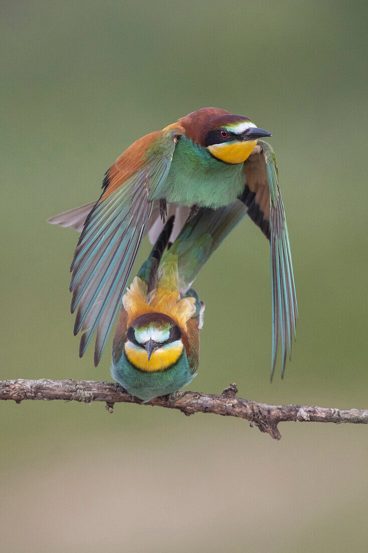 Sich paarende Bienenfresser (Merops apiaster), Lleida, Spanien