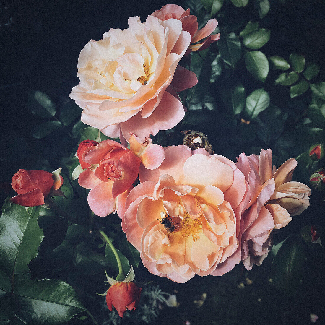 Nahaufnahme einer Hummel, die wunderschöne rosa Rosen auf einem Rosenbusch bestäubt