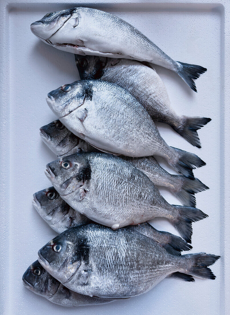 View from above row of caught gilthead bream fish on tray