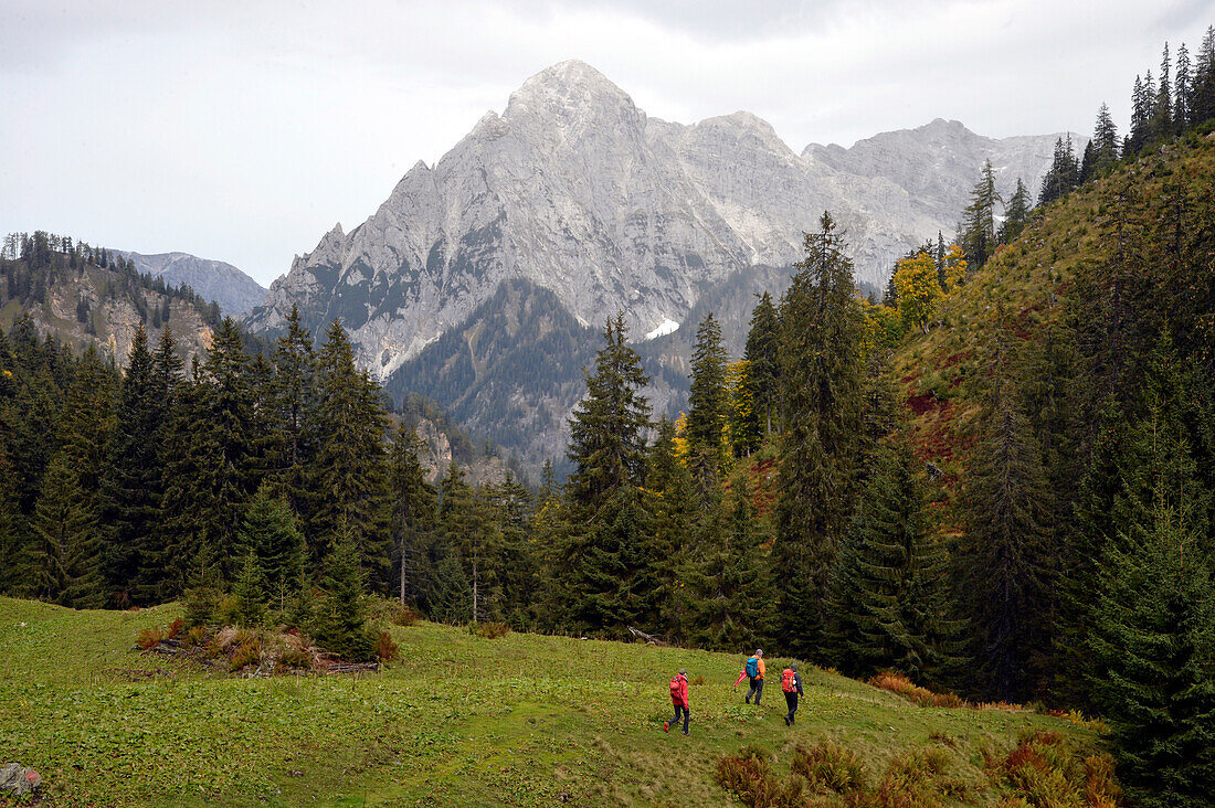 Austria,Styria,ENNSTAL Alps,Johnsbach valley,3 persons are hiking through a pine forests towards the high summit of the Grosser Odstein 2335m