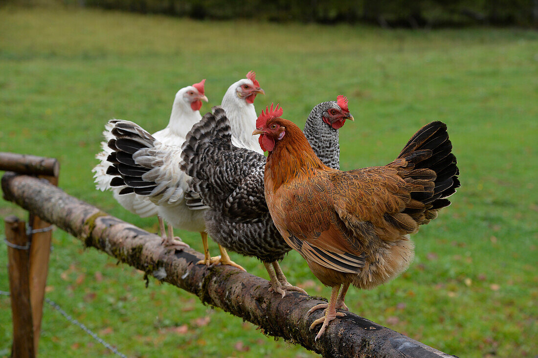 Österreich,Steiermark,4 bunte Hühner stehen auf einem Holzzaun