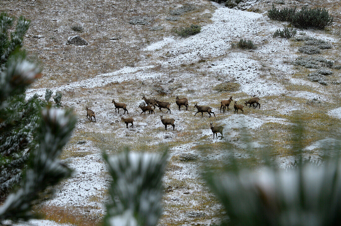 Austria,Styria,ENNSTAL Alps, a group of chamois is standing in a landscape covered with fresh snow