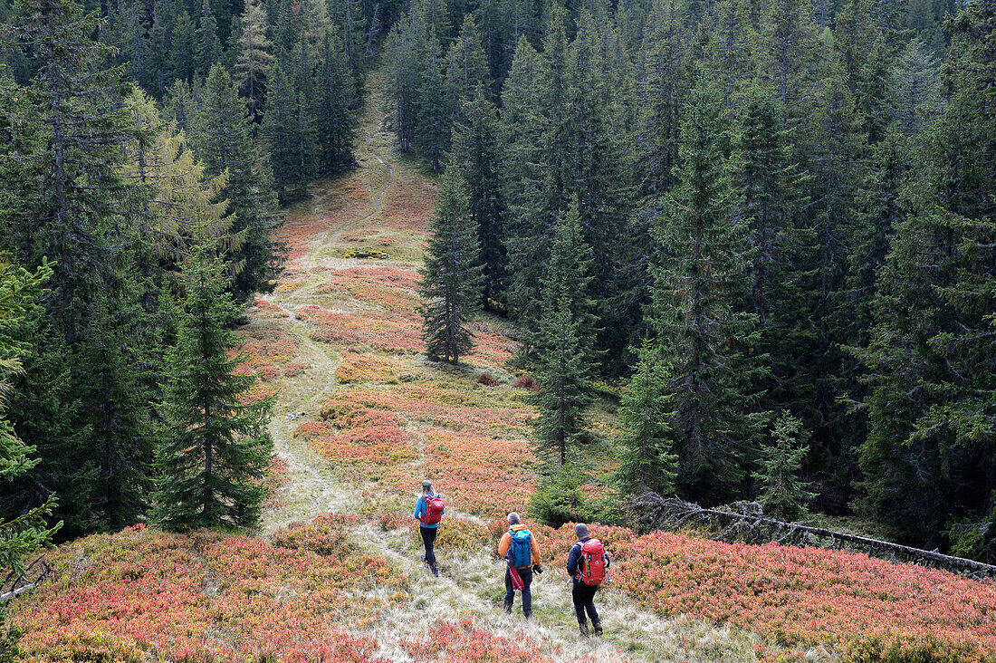 Austria,Styria,ENNSTAL Alps,Johnsbach valley,3 persons are hiking on a forest trail surrounded by dark pine trees towards Johnsbach valley.