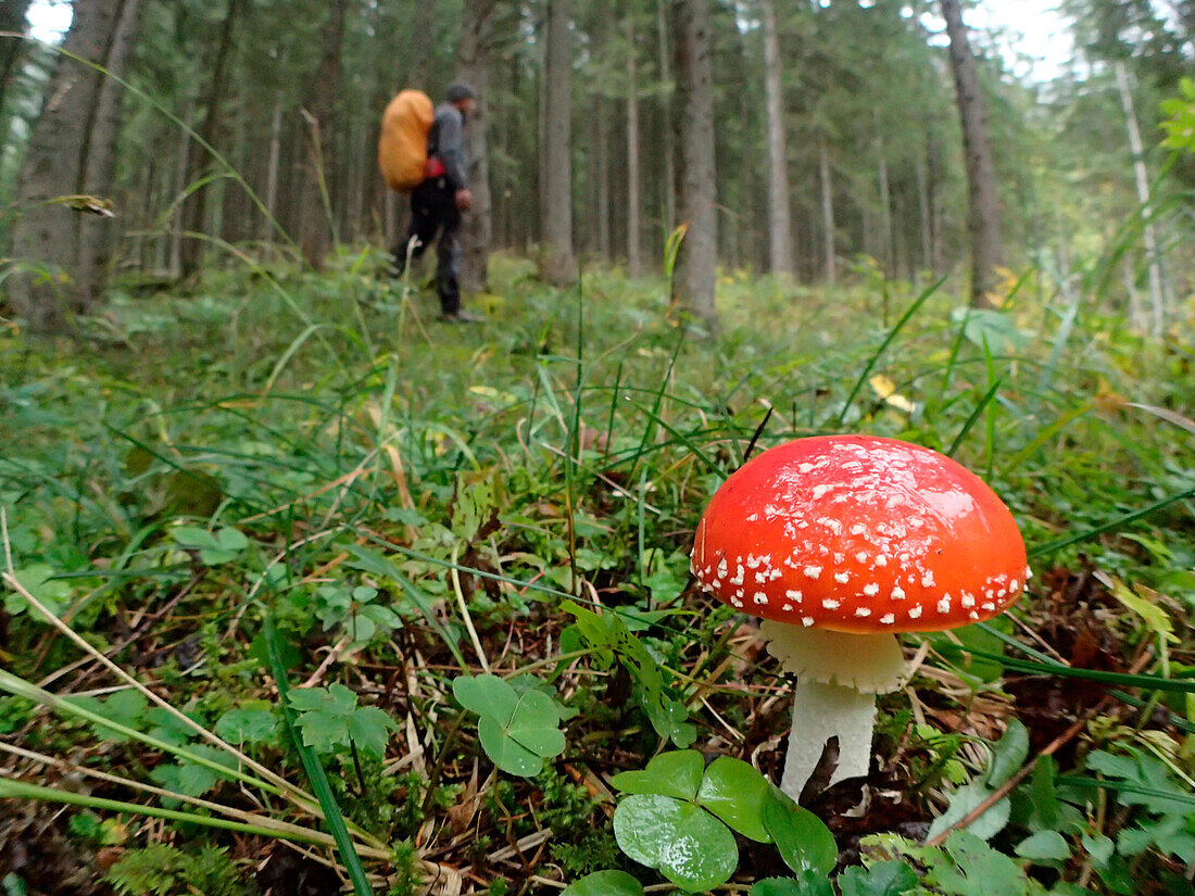 Austria,Styria,a man carrying an orange backpack walks through the woods ,on the foreground we see a beautiful fly agaric ,(Amanita muscaria)