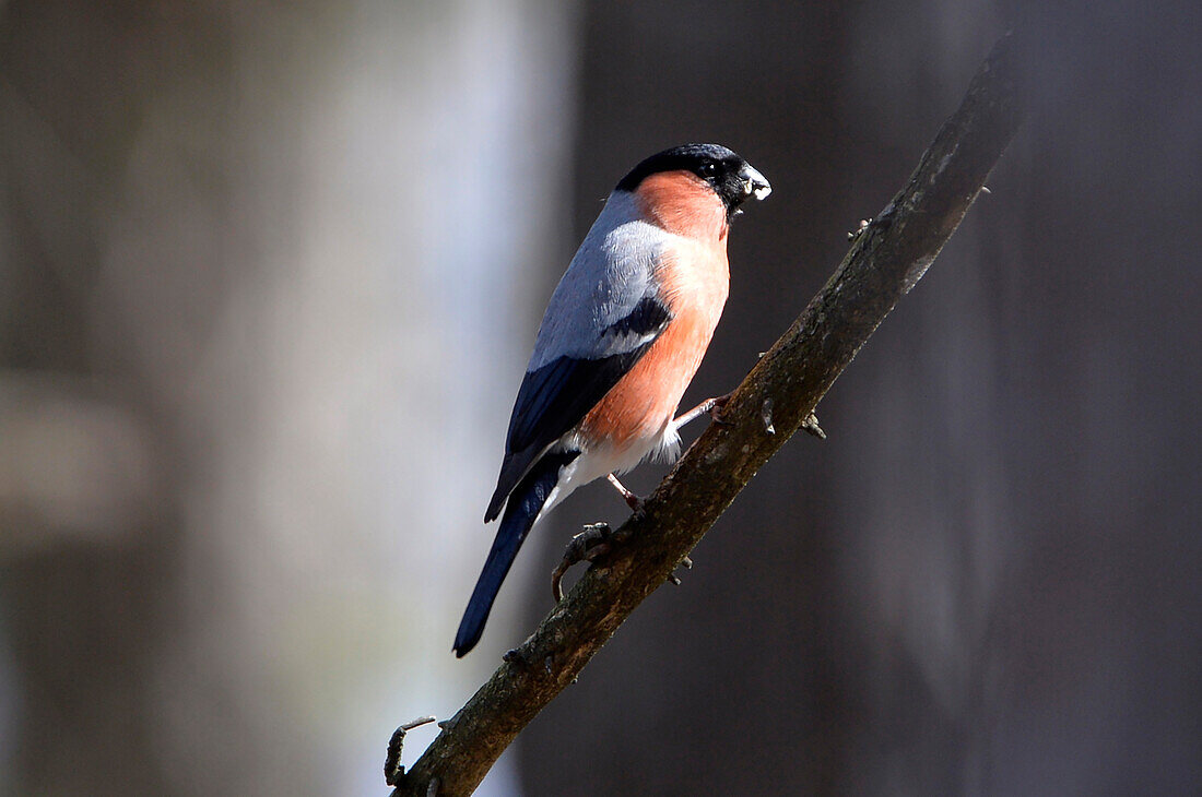 Austria,Pyrrhula pyrrhula ,Eurasian Bullfinch