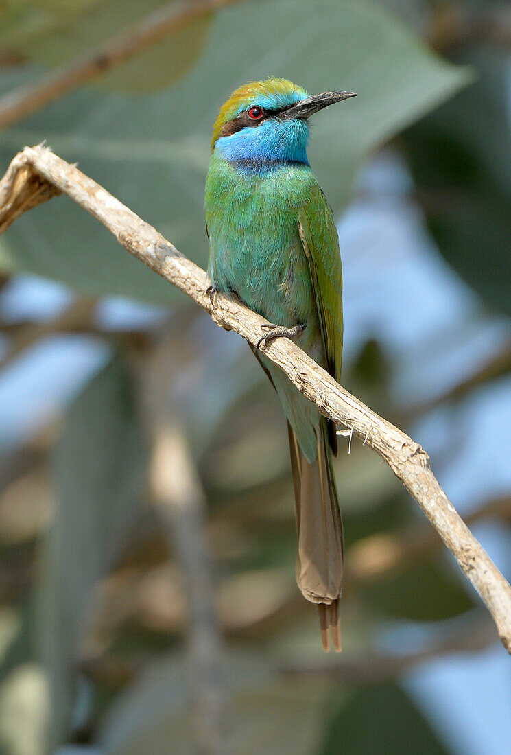 Sultanate of Oman,Oman,green bee-eater,Merops orientalis