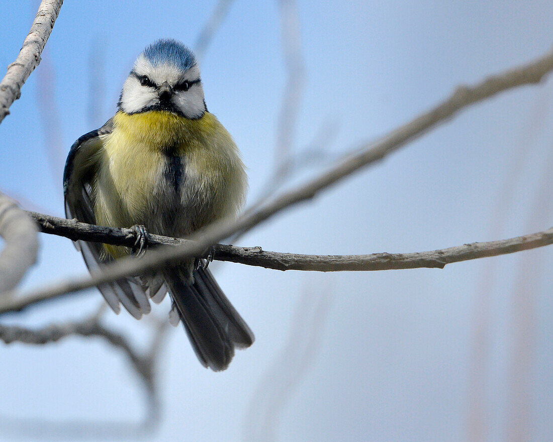 Austria,blue tit,Cyanistes caeruleus