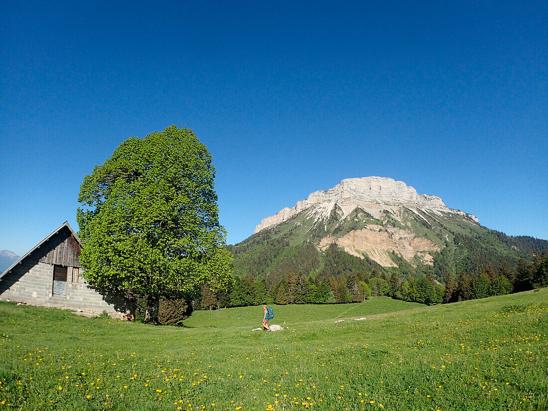 Frankreich,isÃ¨re,eine Frau in kurzen Hosen und mit Rucksack wandert in Richtung eines hohen Baumes und einer Scheune auf der Alm von Emeindras dessus 1420m am FuÃŸe des hÃ¶chsten Gipfels der Chartreuse Kette Chamechaude 2082m