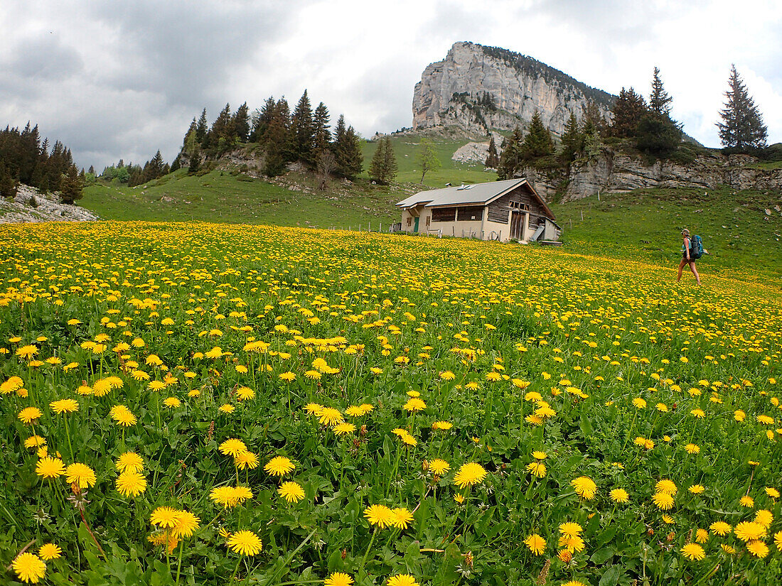 Frankreich,Savoie,eine Frau in kurzen Hosen und mit Rucksack wandert durch einen Löwenzahnwaldâ