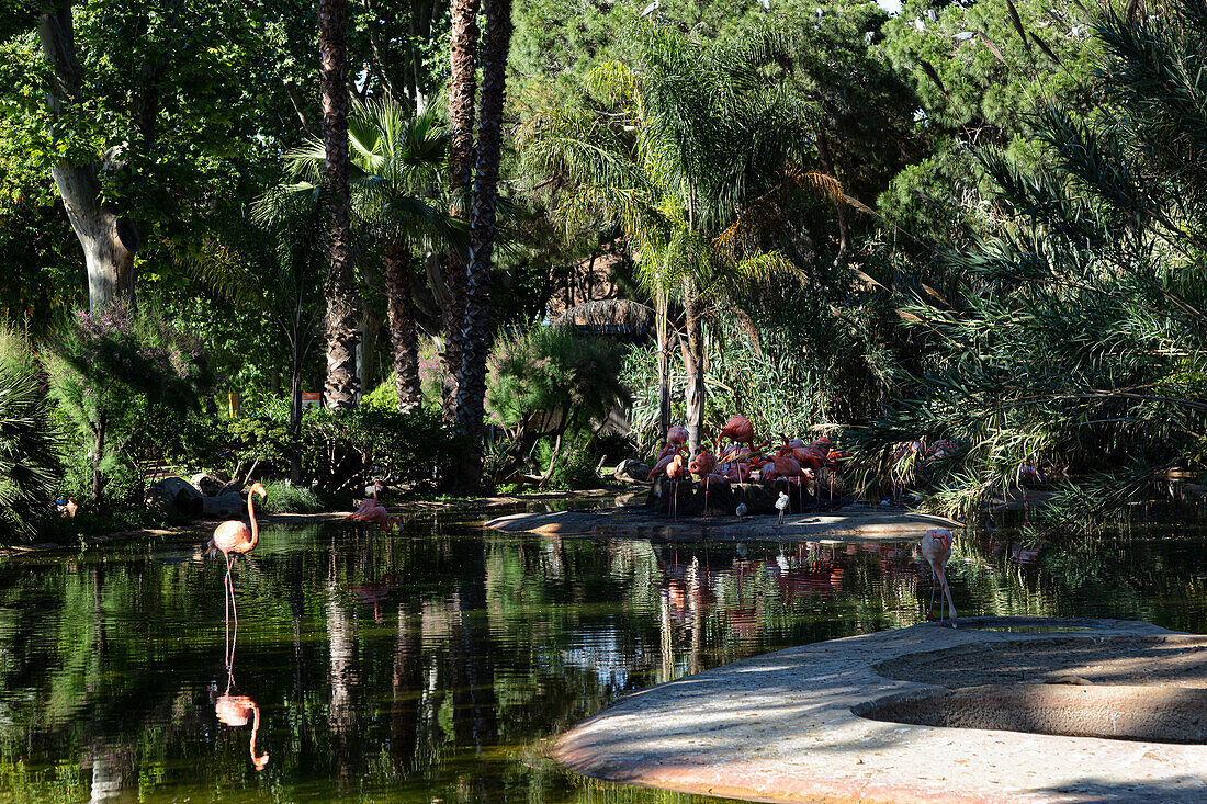 Flamingos in a zoo,Barcelona