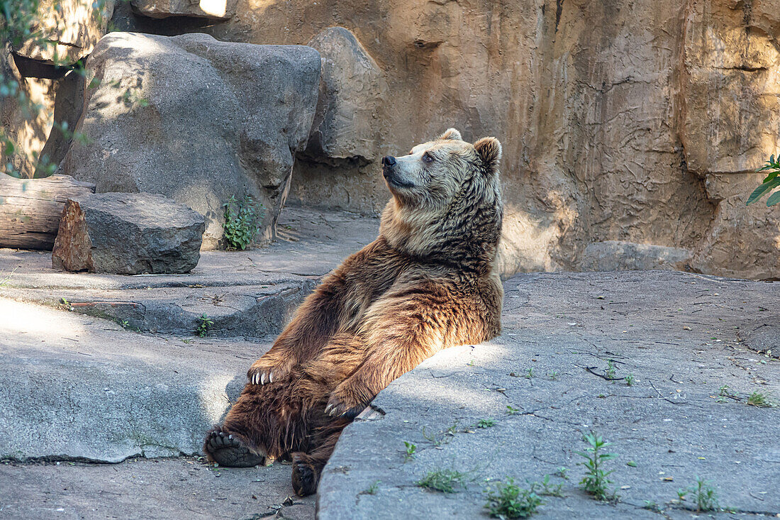 Loneliness of a brown bear sitting in his lair