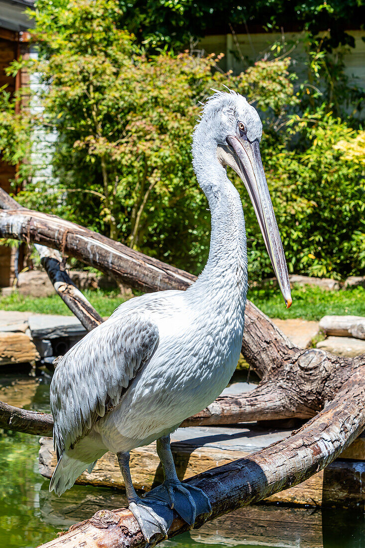 Fricnic pelican on a branch in the forest