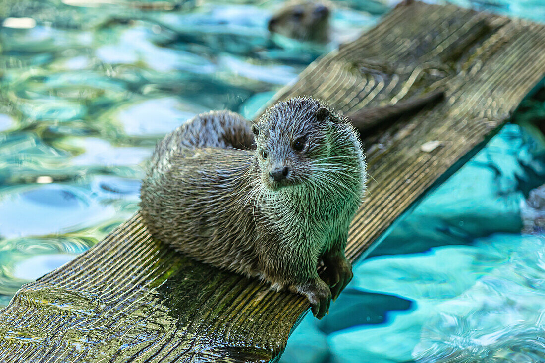 Porträt eines Fischotters auf einem Holzbrett, in einem Fluss