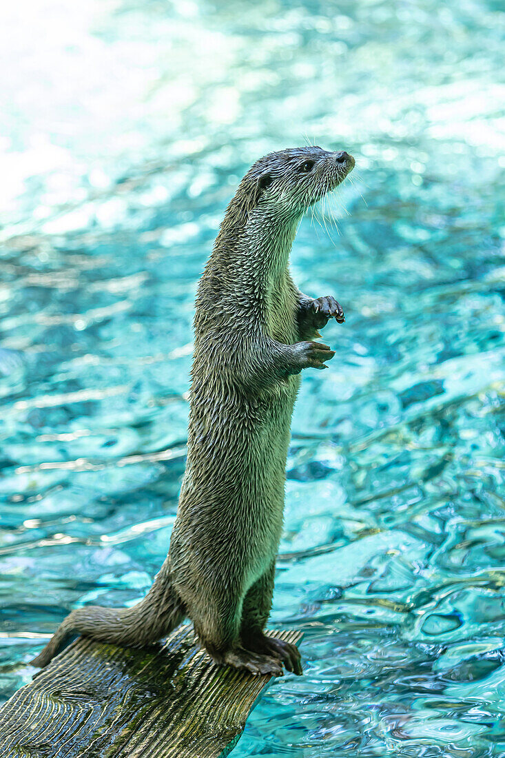 Porträt eines Fischotters auf einem Holzbrett, in einem Fluss