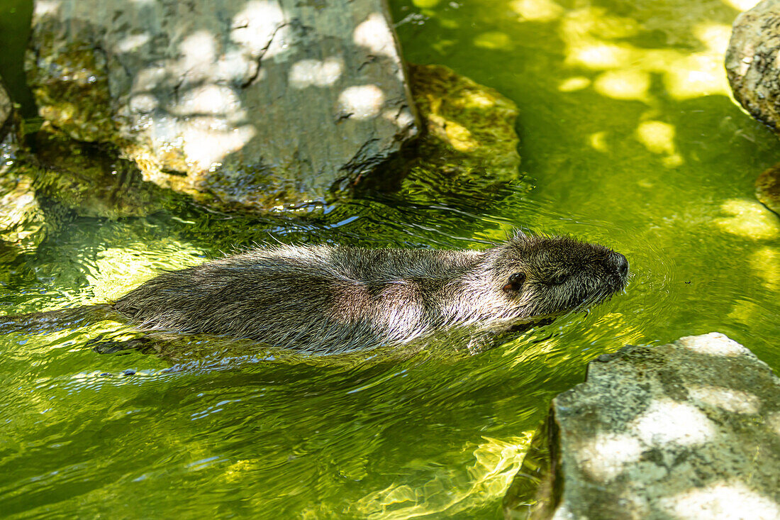 Porträt eines Fischotters beim Schwimmen im Wasser