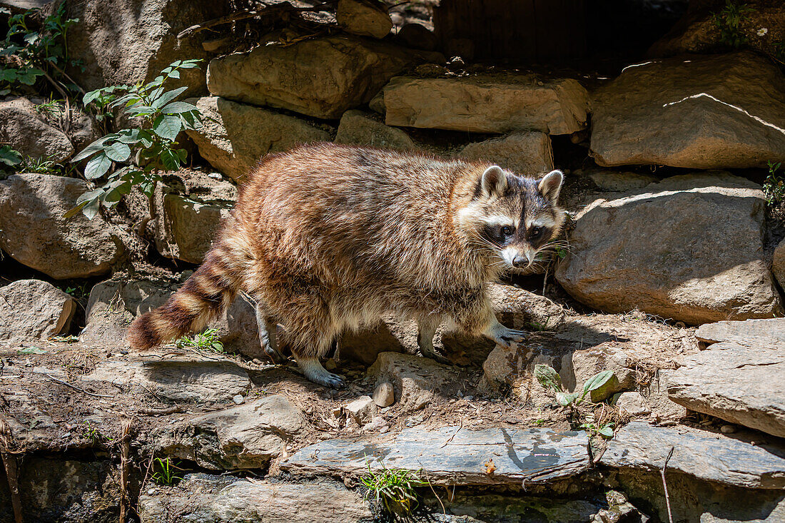 Portrait of a raccoon looking towards the goal