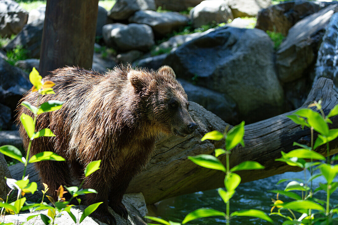 Portrait of a brown bear