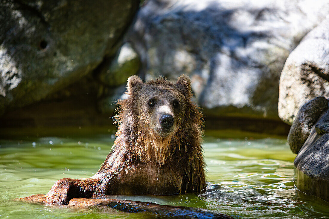 Portrait of a cub playing in the river