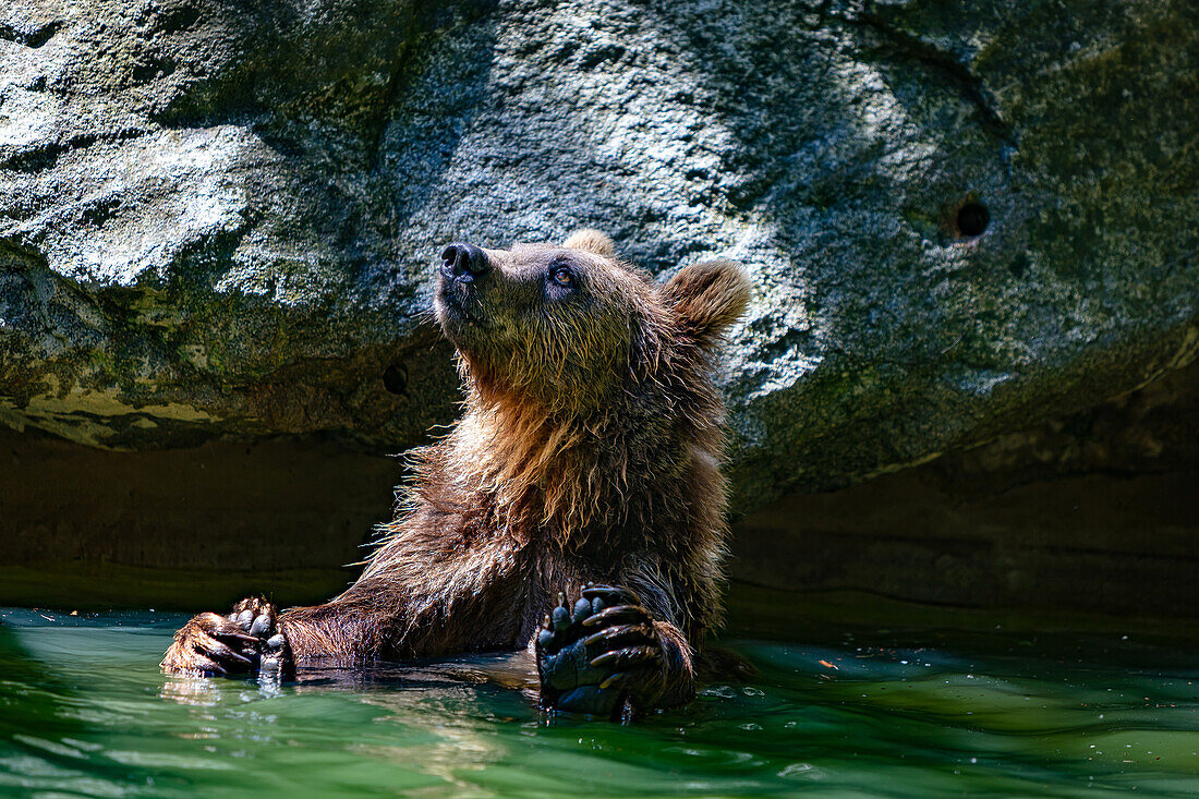 Portrait of a cub playing in the river