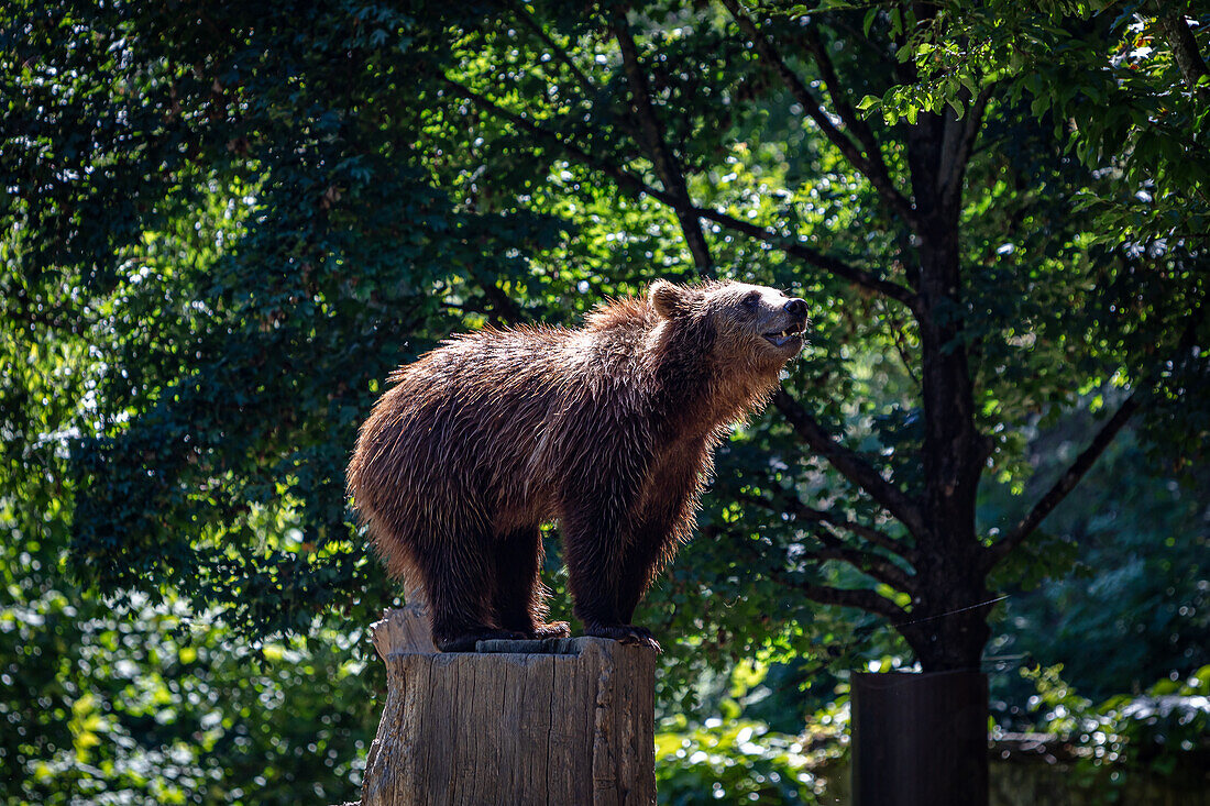 Brown bear cub on a tree trunk