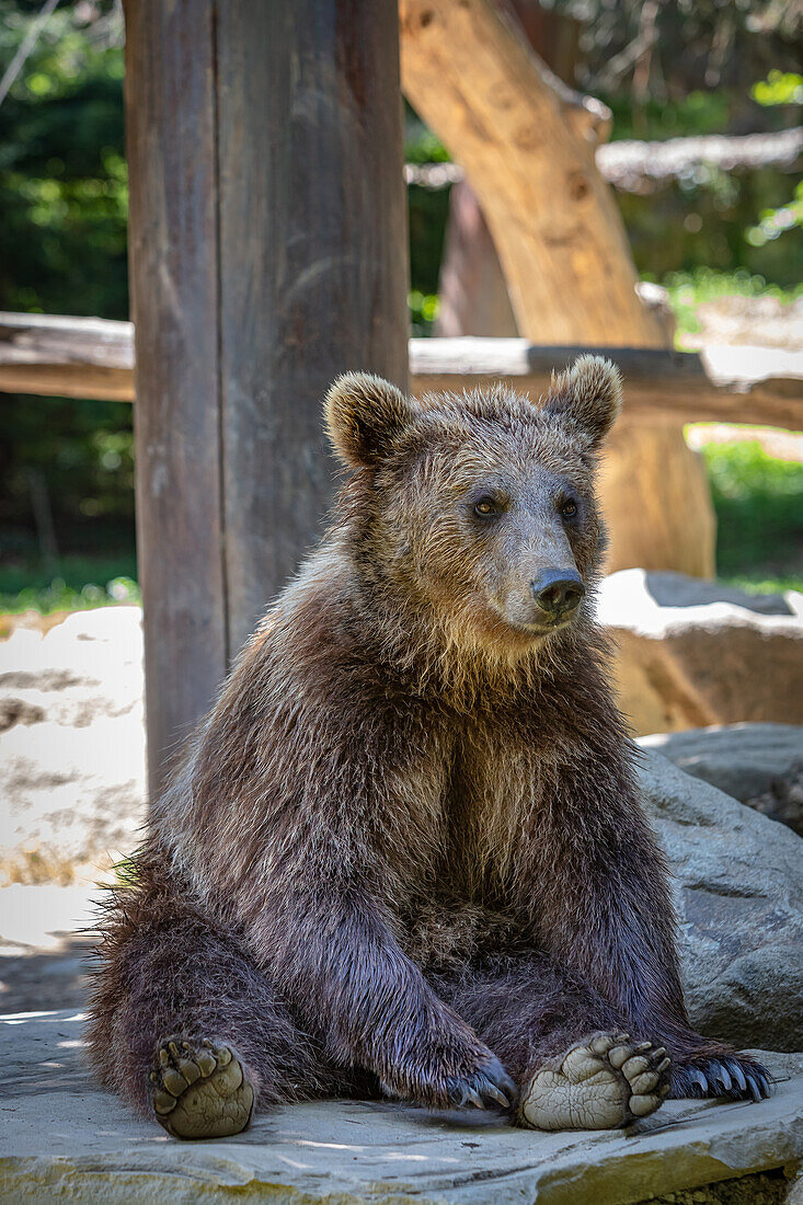 Braunbär sitzend vor einem Baum