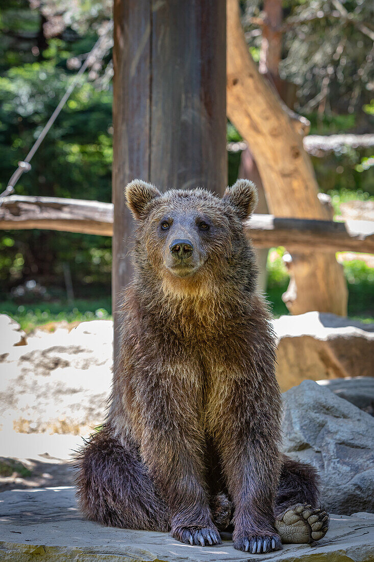 Braunbär sitzend vor einem Baum