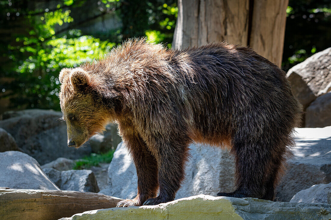 Portrait of brown bear cub