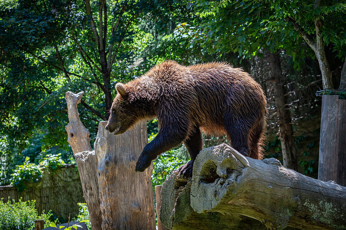 Brown bear cub on a tree trunk