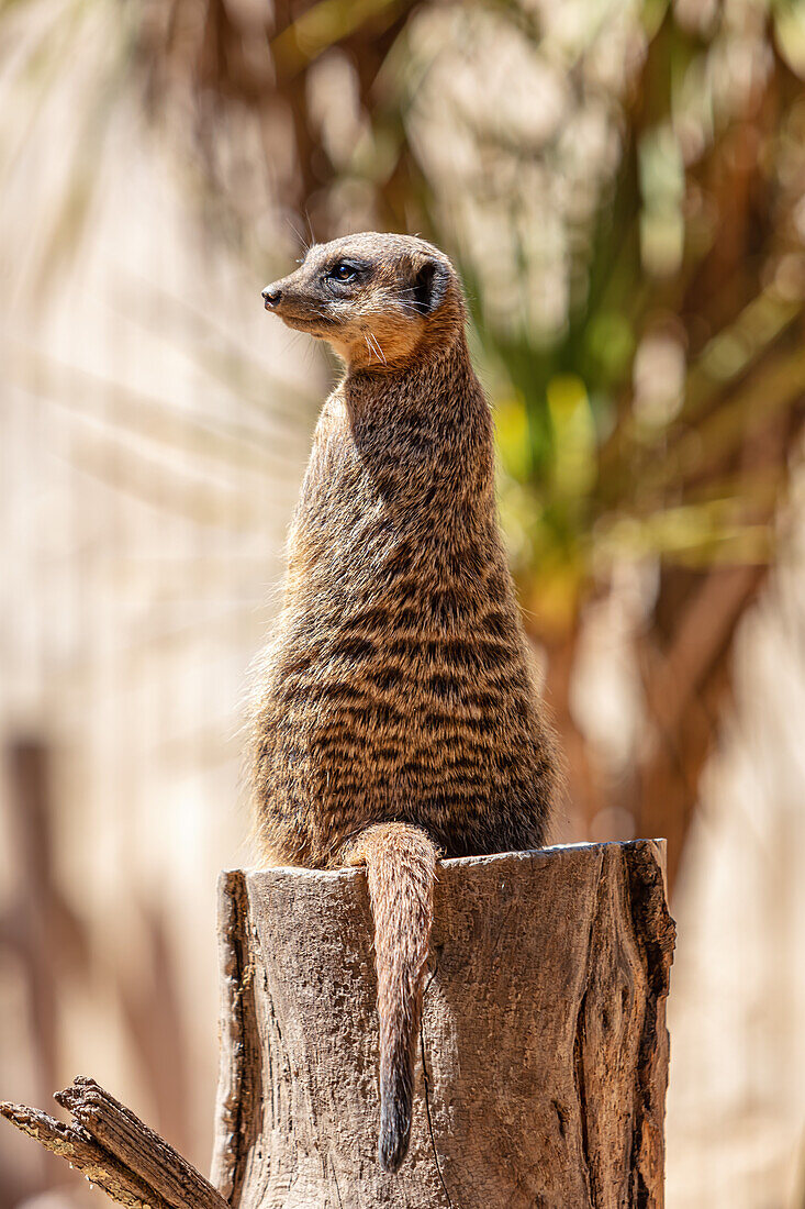 Meerkats looking for predators